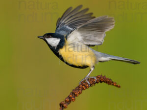 Foto di Cinciallegra (Parus major)