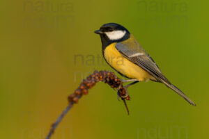 Foto di Cinciallegra (Parus major)