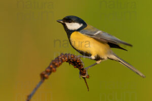 Foto di Cinciallegra (Parus major)