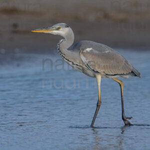 Foto di Airone cenerino (Ardea cinerea)