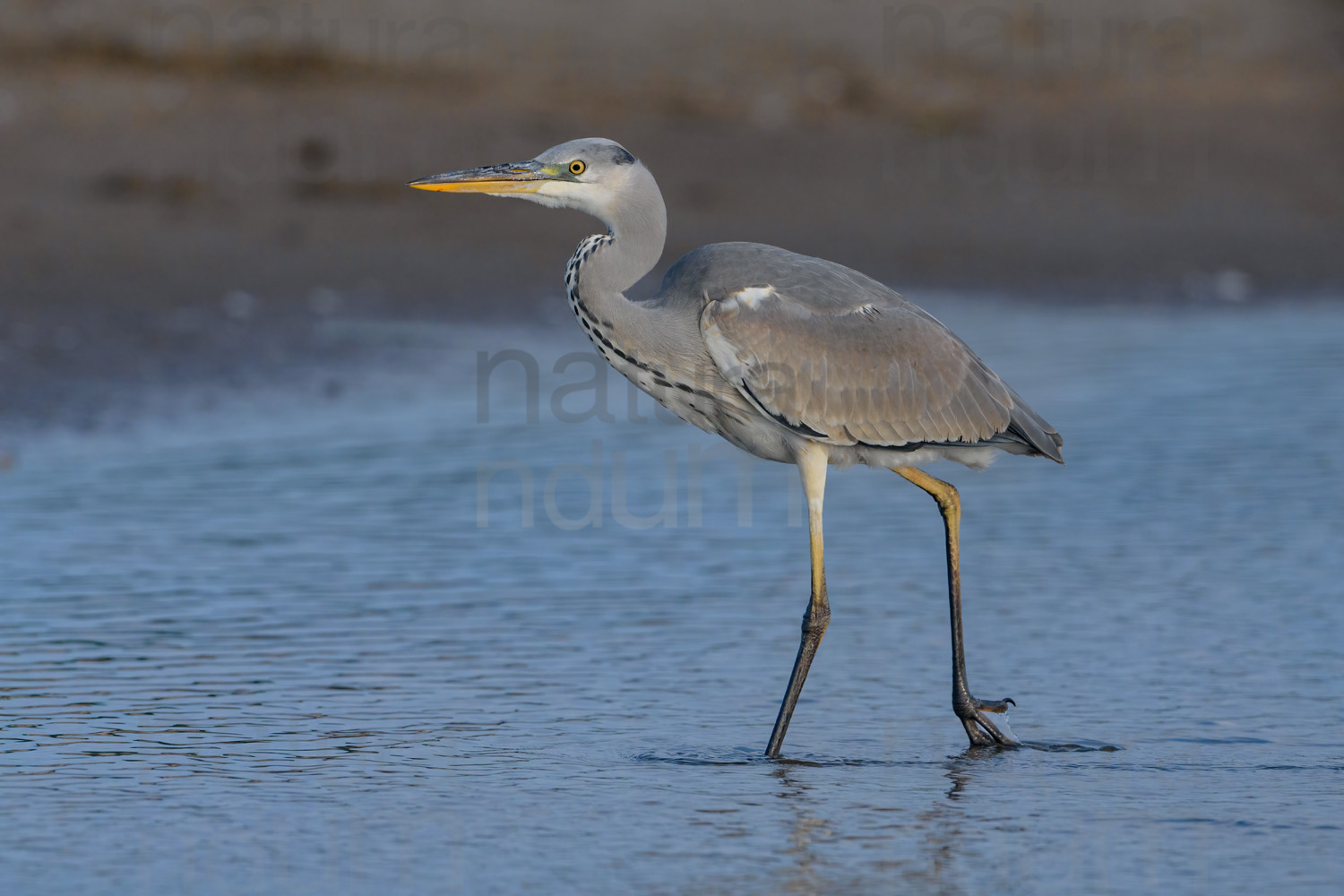 Foto di Airone cenerino (Ardea cinerea)