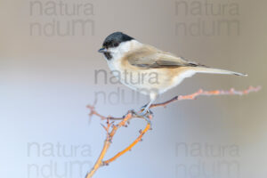 Foto di Cincia bigia (Poecile palustris)