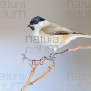 Foto di Cincia bigia (Poecile palustris)