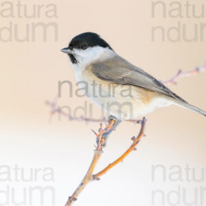 Foto di Cincia bigia (Poecile palustris)