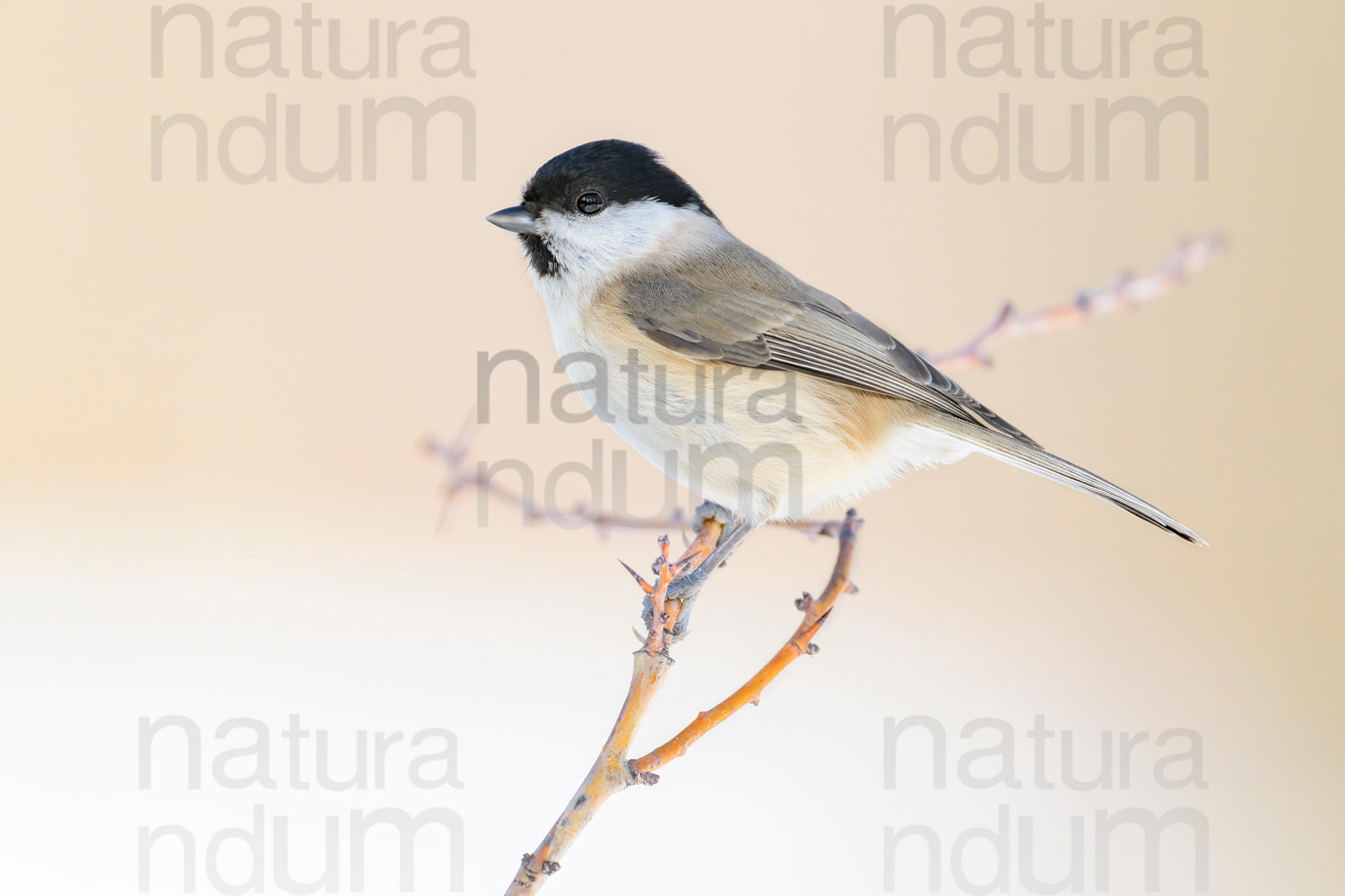 Foto di Cincia bigia (Poecile palustris)