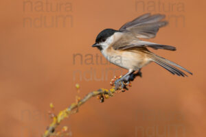 Photos of Marsh Tit (Poecile palustris)