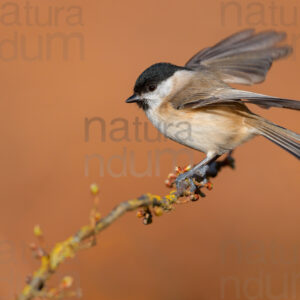 Photos of Marsh Tit (Poecile palustris)