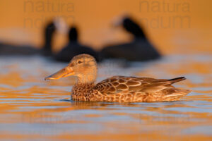 Photos of Northern Shoveler (Spatula clypeata)