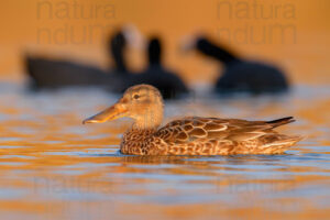 Photos of Northern Shoveler (Spatula clypeata)