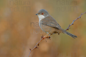 Foto di Occhiocotto (Sylvia melanocephala)