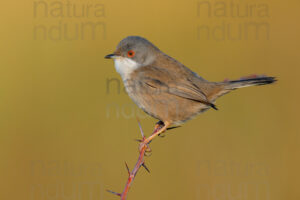 Photos of Sardinian Warbler (Sylvia melanocephala)