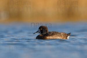 Photos of Tufted Duck (Aythya fuligula)