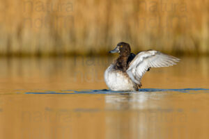 Foto di Moretta (Aythya fuligula)