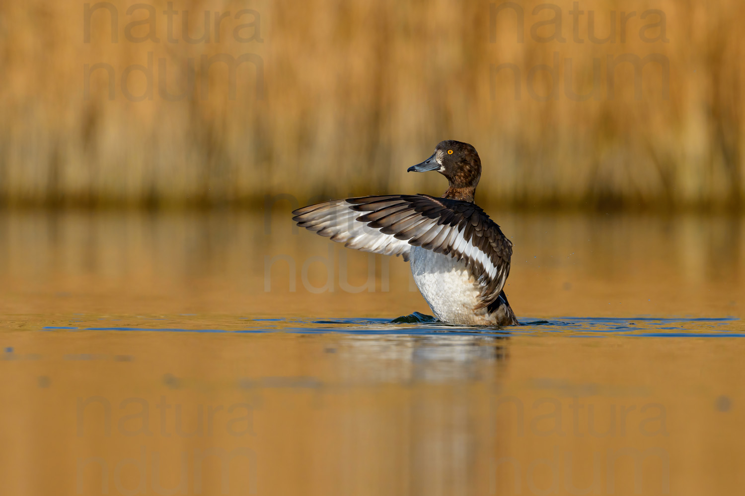 Foto di Moretta (Aythya fuligula)