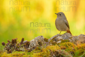 Photos of Black Redstart (Phoenicurus ochruros)