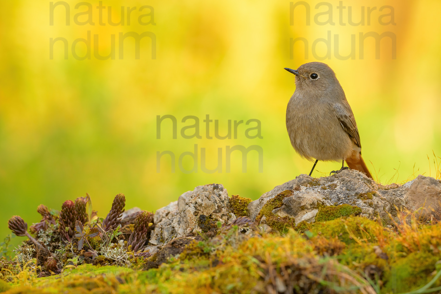 Foto di Codirosso spazzacamino (Phoenicurus ochruros)