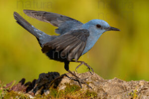 Photos of Blue Rock Thrush (Monticola solitarius)