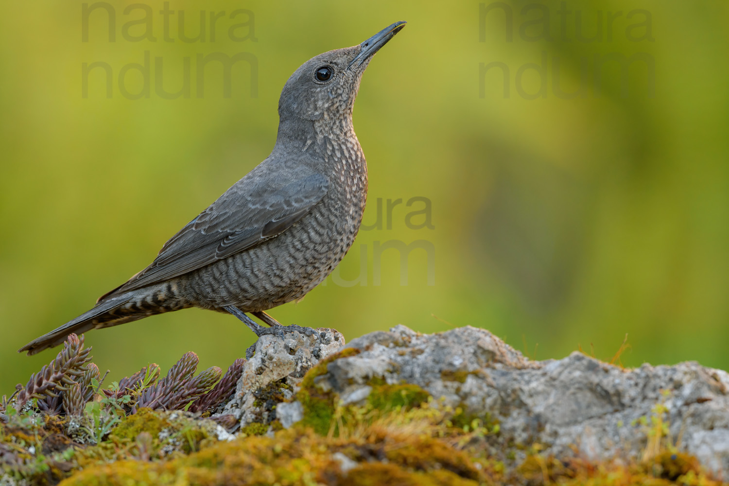 Foto di Passero solitario (Monticola solitarius)