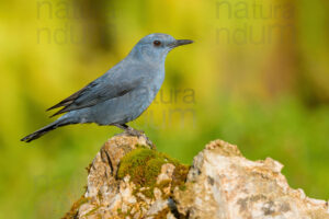 Photos of Blue Rock Thrush (Monticola solitarius)