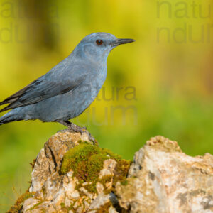 Photos of Blue Rock Thrush (Monticola solitarius)