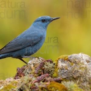 Photos of Blue Rock Thrush (Monticola solitarius)