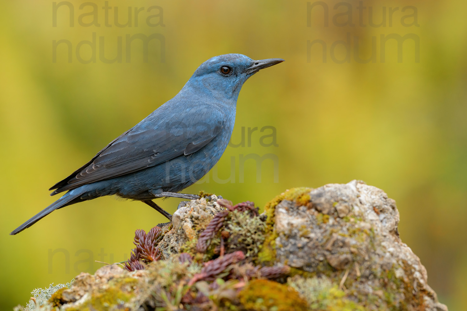 Photos of Blue Rock Thrush (Monticola solitarius)