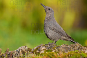 Photos of Blue Rock Thrush (Monticola solitarius)