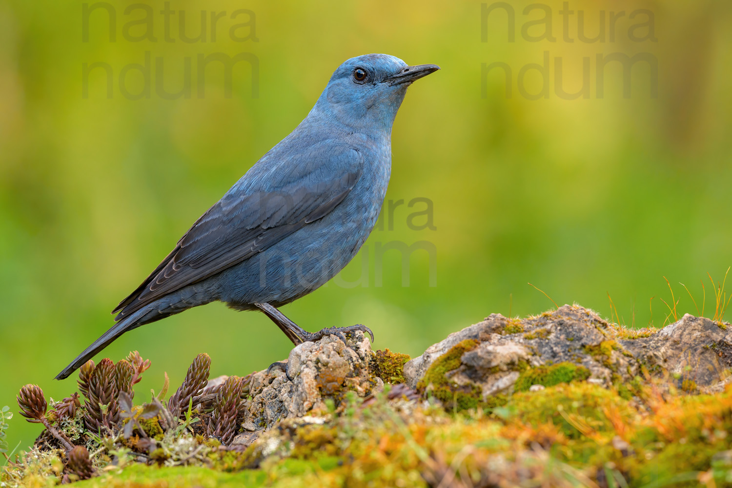 Photos of Blue Rock Thrush (Monticola solitarius)