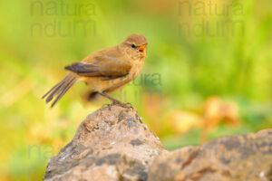 Foto di Luì piccolo (Phylloscopus collybita)