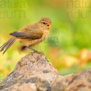 Photos of Common Chiffchaff (Phylloscopus collybita)