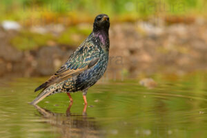 Foto di Storno comune (Sturnus vulgaris)