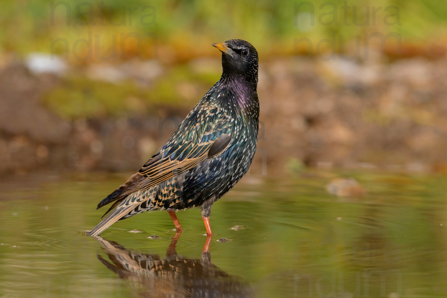 Foto di Storno comune (Sturnus vulgaris)