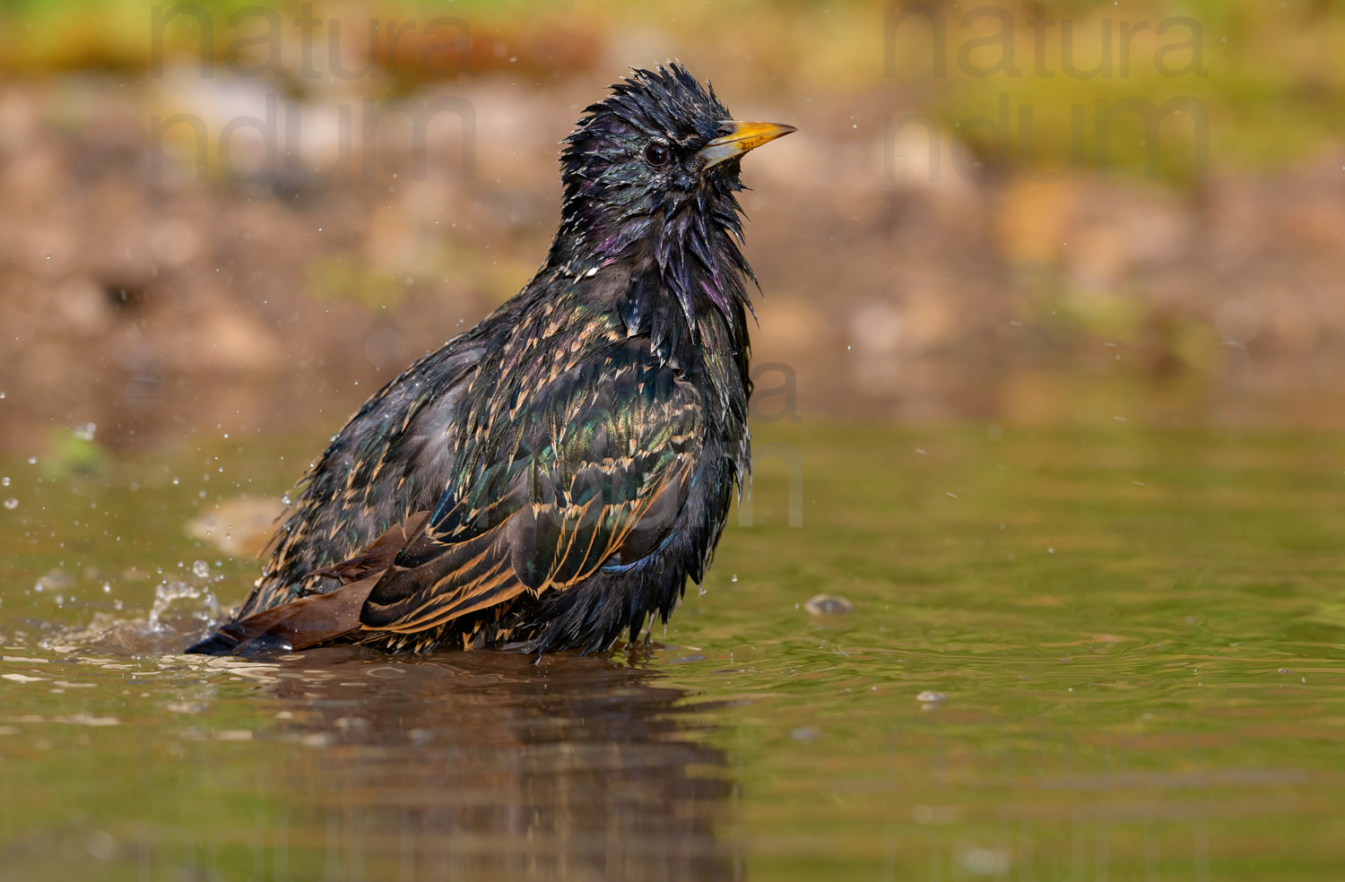 Foto di Storno comune (Sturnus vulgaris)