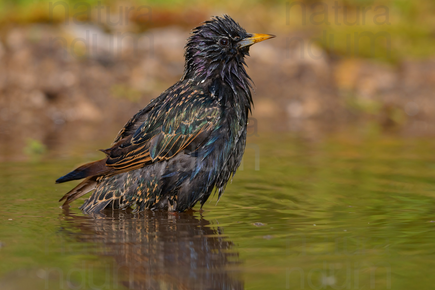 Foto di Storno comune (Sturnus vulgaris)