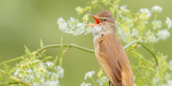 foto di passeriformi