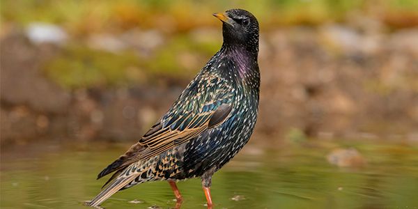 Photos of passerines