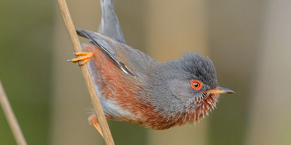 Photos of passerines