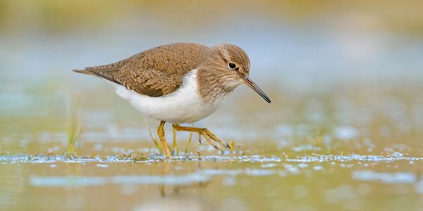 photos of waders