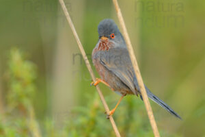 Photos of Dartford Warbler (Sylvia undata)