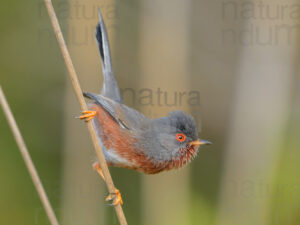 Photos of Dartford Warbler (Sylvia undata)