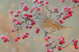 Photos of Dunnock (Prunella modularis)