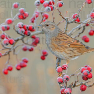 Photos of Dunnock (Prunella modularis)