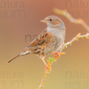 Photos of Dunnock (Prunella modularis)