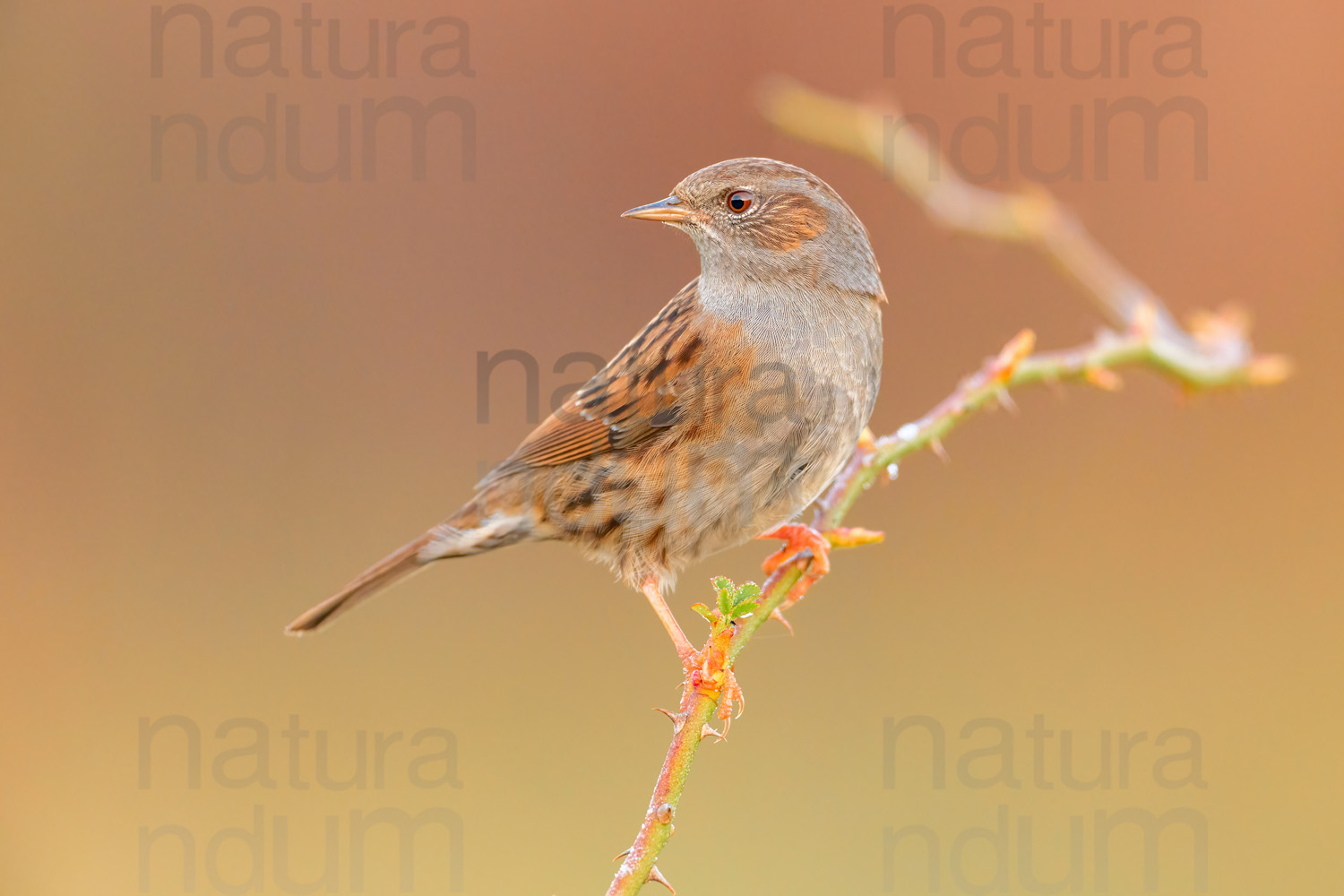 Foto di Passera scopaiola (Prunella modularis)