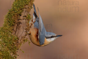 Foto di Picchio muratore (Sitta europaea)