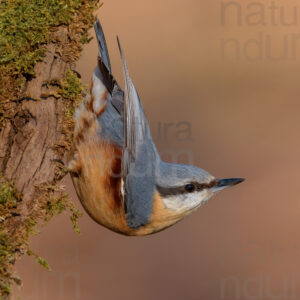 Photos of Eurasian Nuthatch (Sitta europaea)