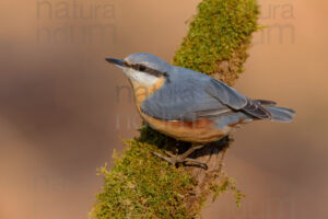 Foto di Picchio muratore (Sitta europaea)