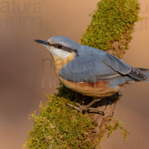 Foto di Picchio muratore (Sitta europaea)