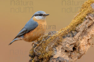 foto di Picchio muratore (Sitta europaea)