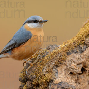 foto di Picchio muratore (Sitta europaea)